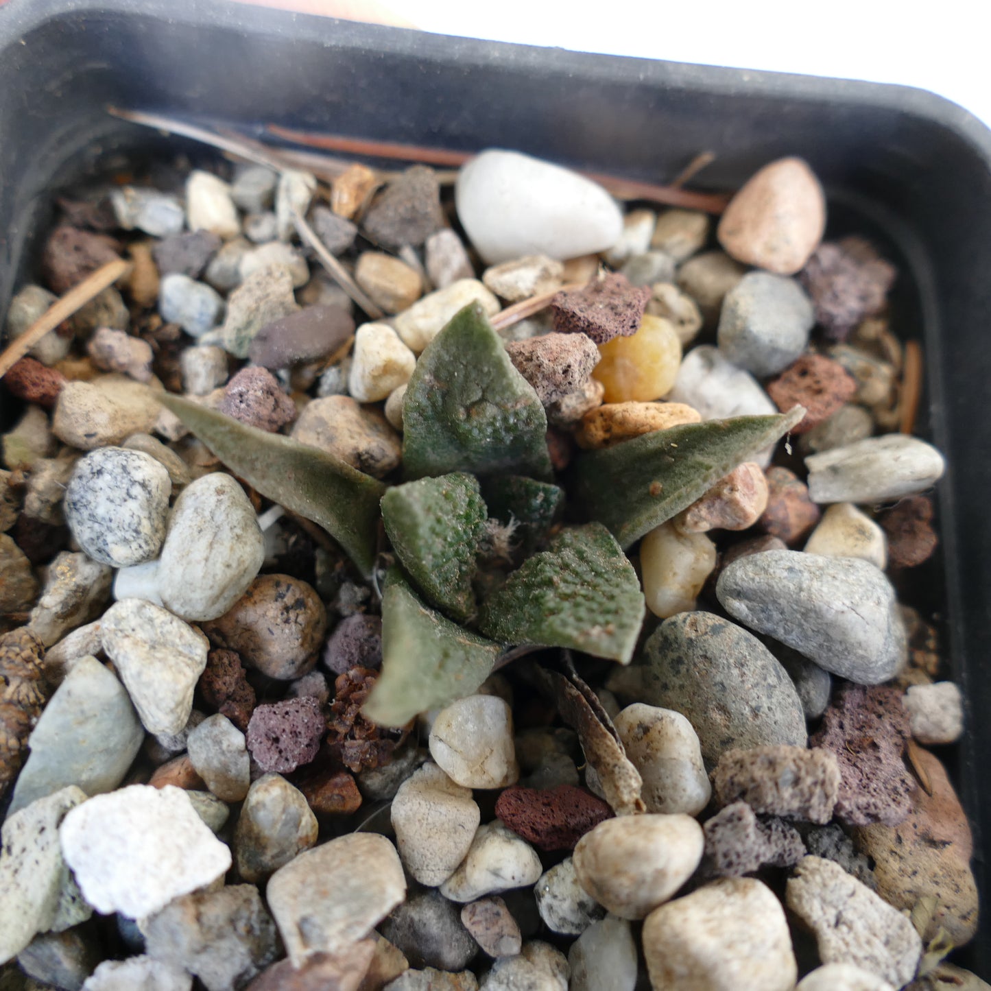 Ariocarpus fissuratus cv GODZILLA