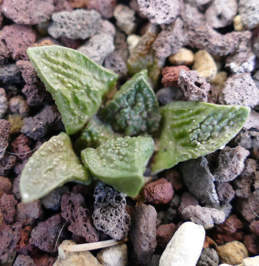 Ariocarpus fissuratus cv GODZILLA