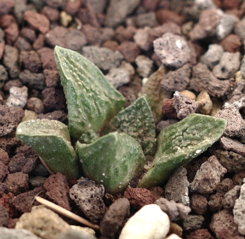 Ariocarpus fissuratus cv GODZILLA