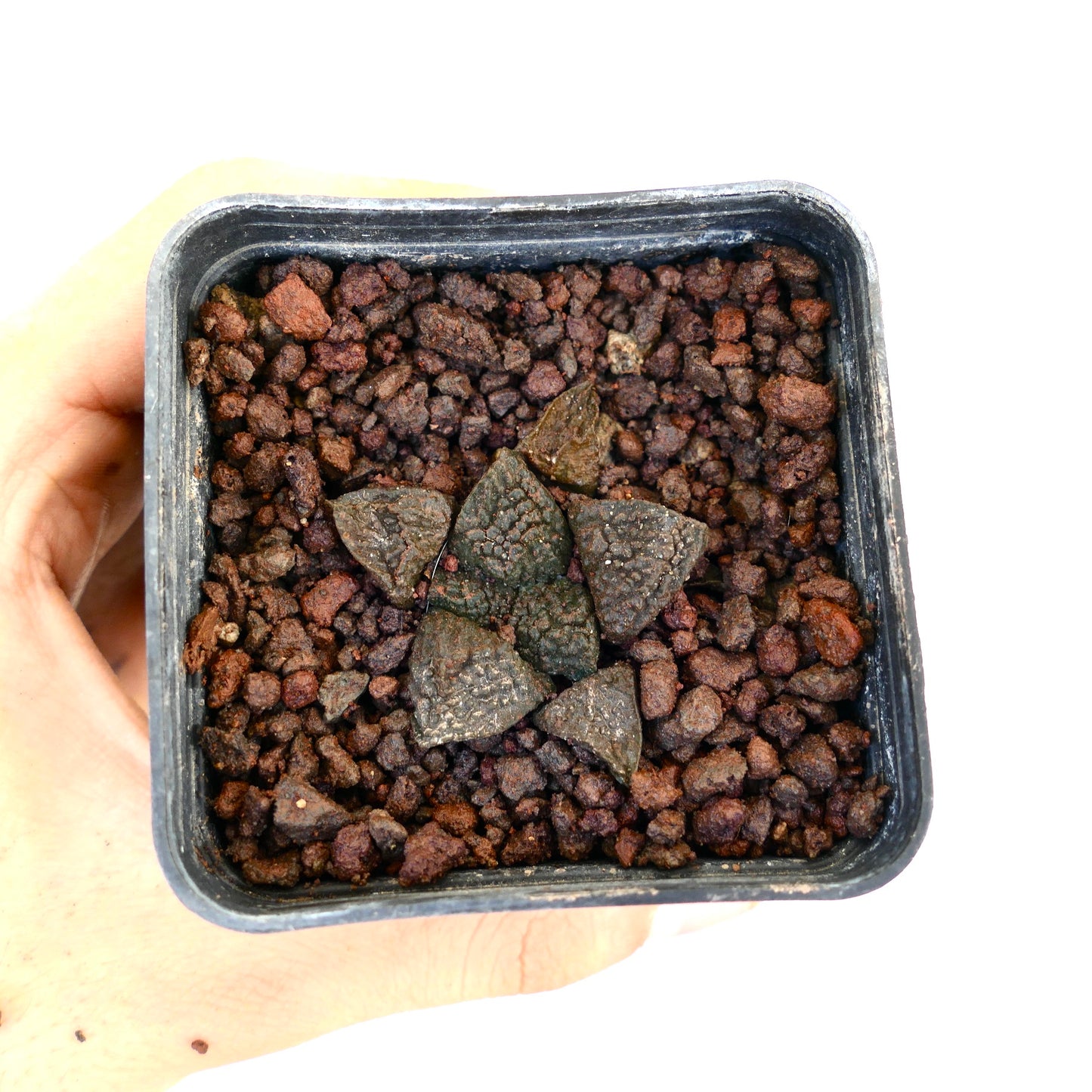 Ariocarpus fissuratus cv GODZILLA