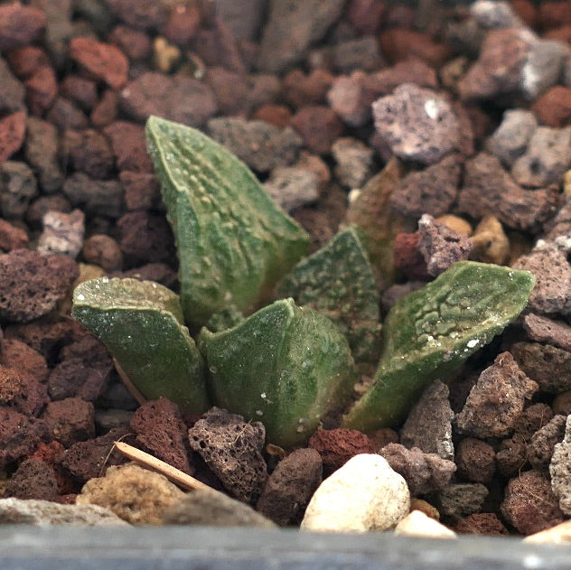 Ariocarpus fissuratus cv GODZILLA