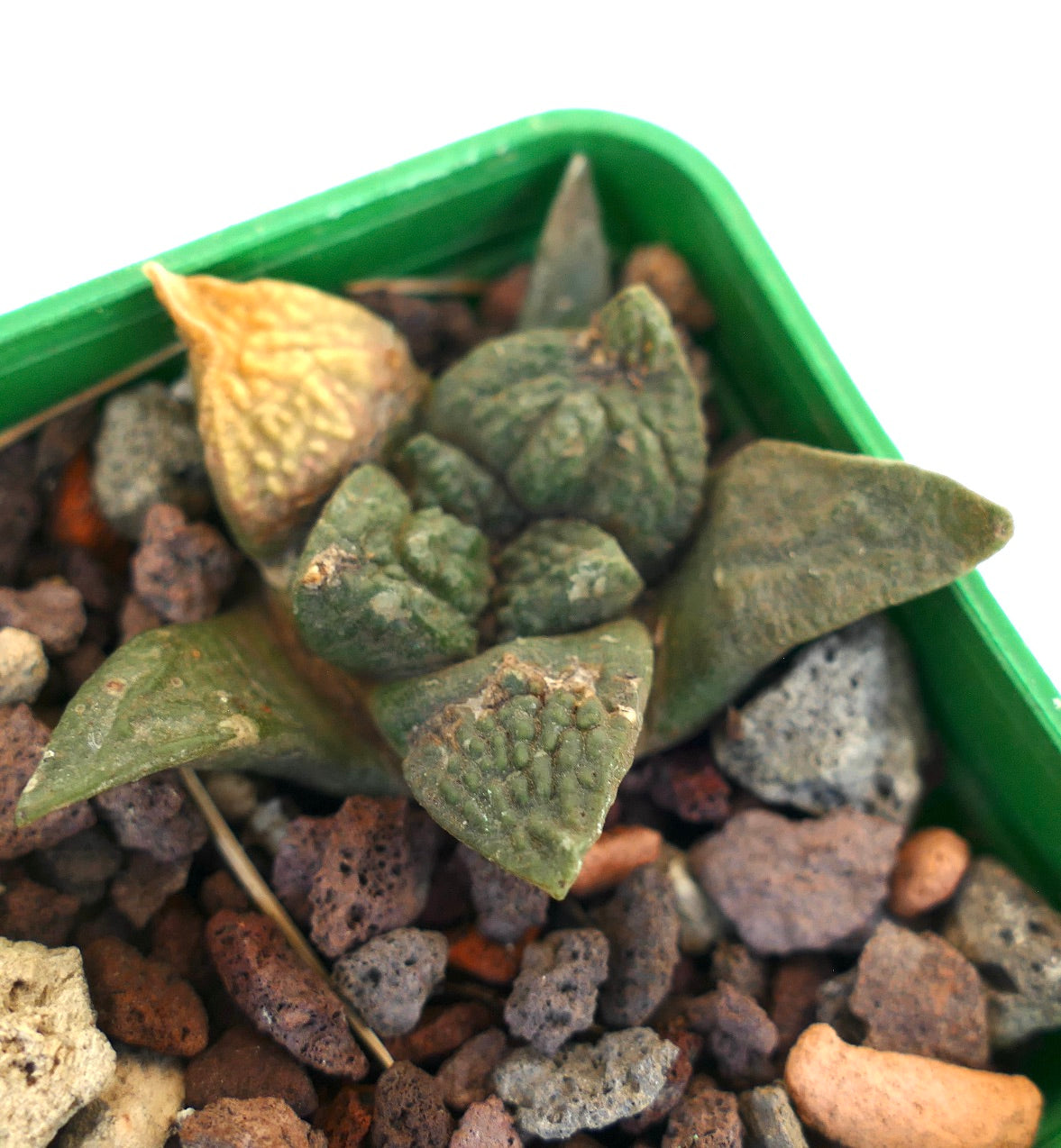 Ariocarpus fissuratus cv GODZILLA