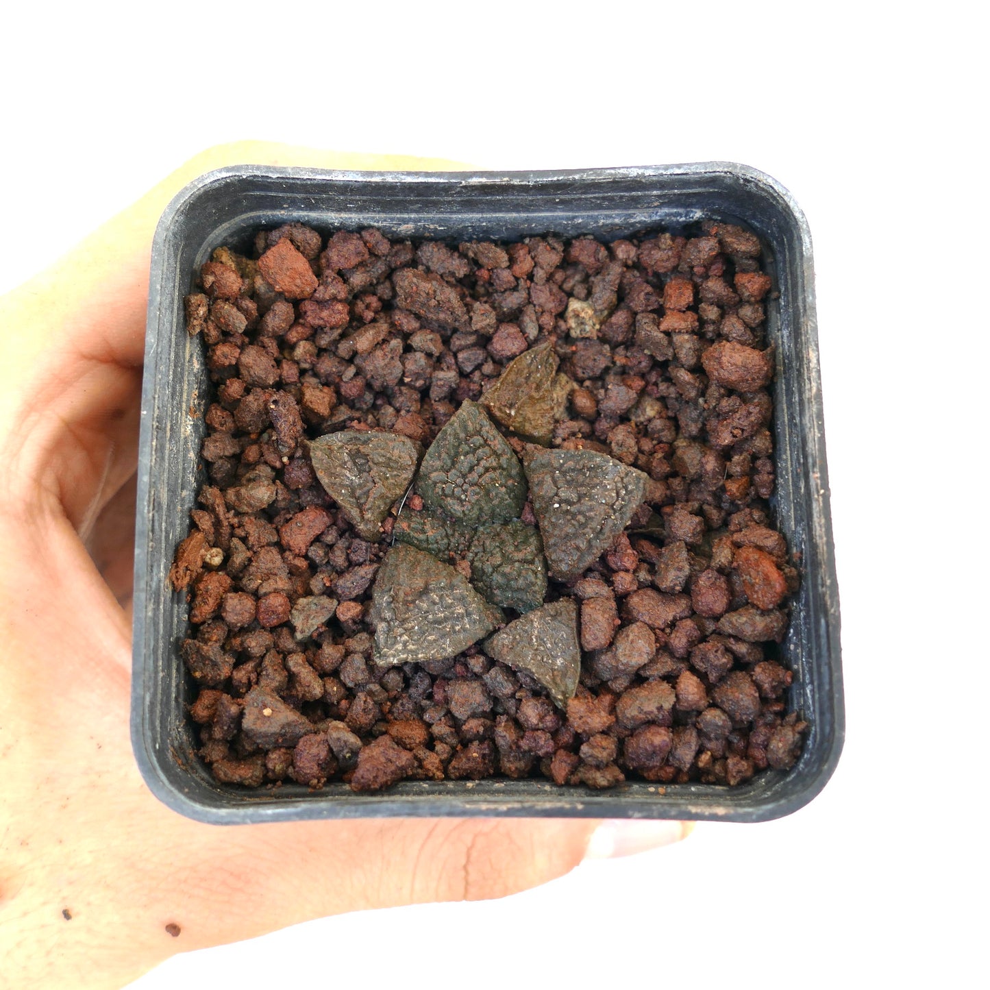 Ariocarpus fissuratus cv GODZILLA