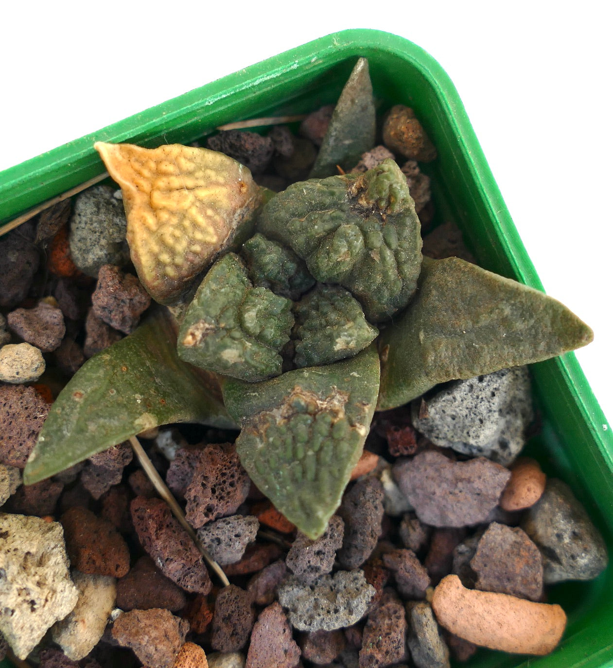 Ariocarpus fissuratus cv GODZILLA