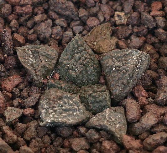 Ariocarpus fissuratus cv GODZILLA