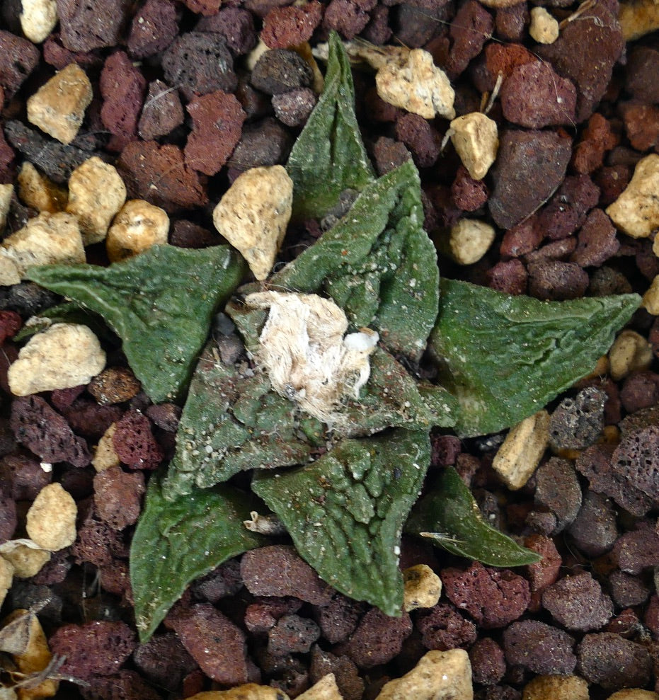 Ariocarpus fissuratus cv SUPER GODZILLA