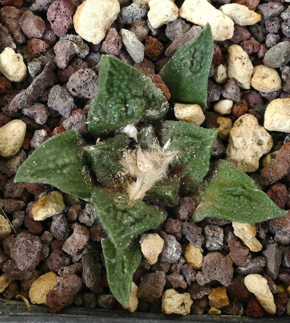 Ariocarpus fissuratus cv SUPER GODZILLA