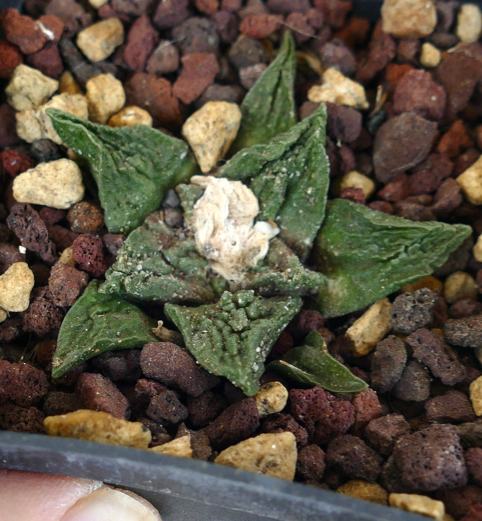 Ariocarpus fissuratus cv SUPER GODZILLA