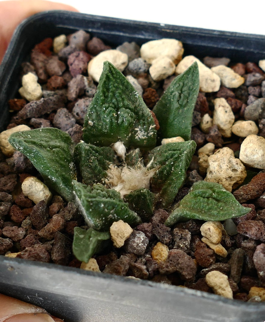 Ariocarpus fissuratus cv SUPER GODZILLA