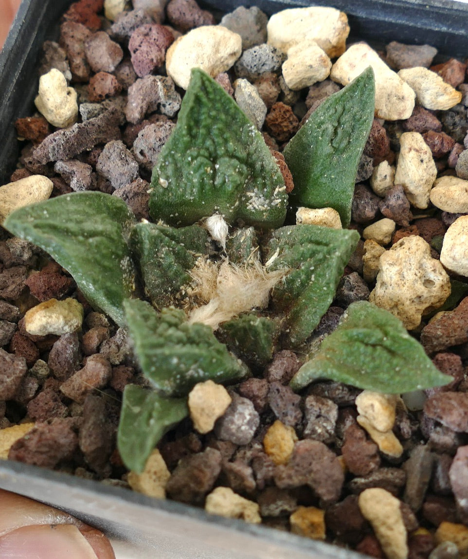 Ariocarpus fissuratus cv SUPER GODZILLA