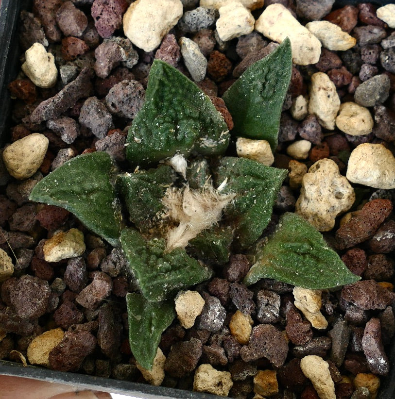 Ariocarpus fissuratus cv SUPER GODZILLA