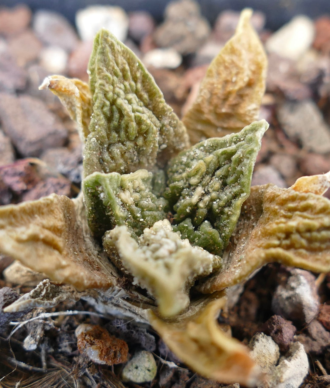 Ariocarpus fissuratus cv SUPER GODZILLA