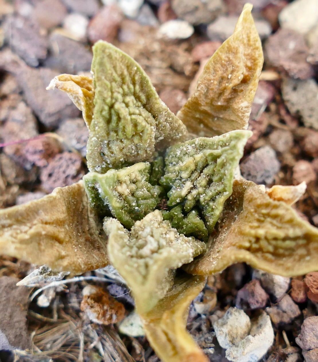 Ariocarpus fissuratus cv SUPER GODZILLA