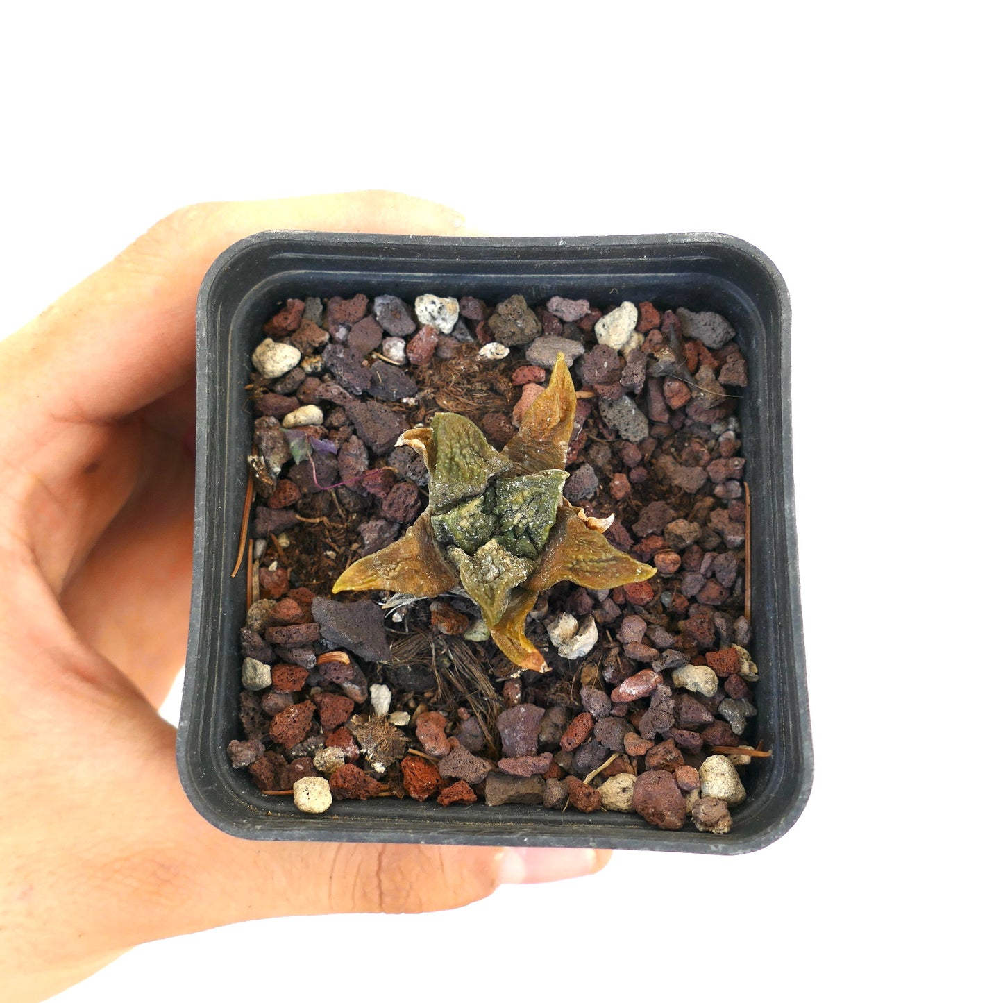 Ariocarpus fissuratus cv SUPER GODZILLA