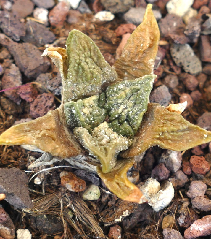 Ariocarpus fissuratus cv SUPER GODZILLA