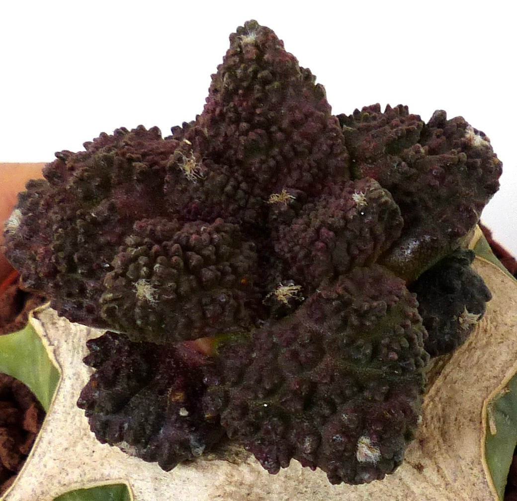 Ariocarpus fissuratus cv GODZILLA SEEDS