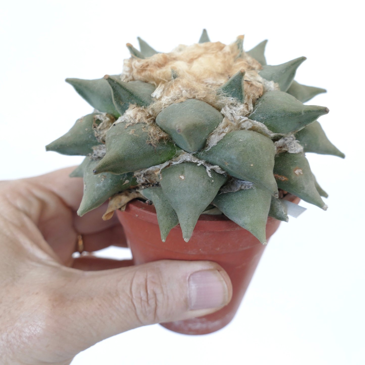 Ariocarpus retusus GREY FORM NNP