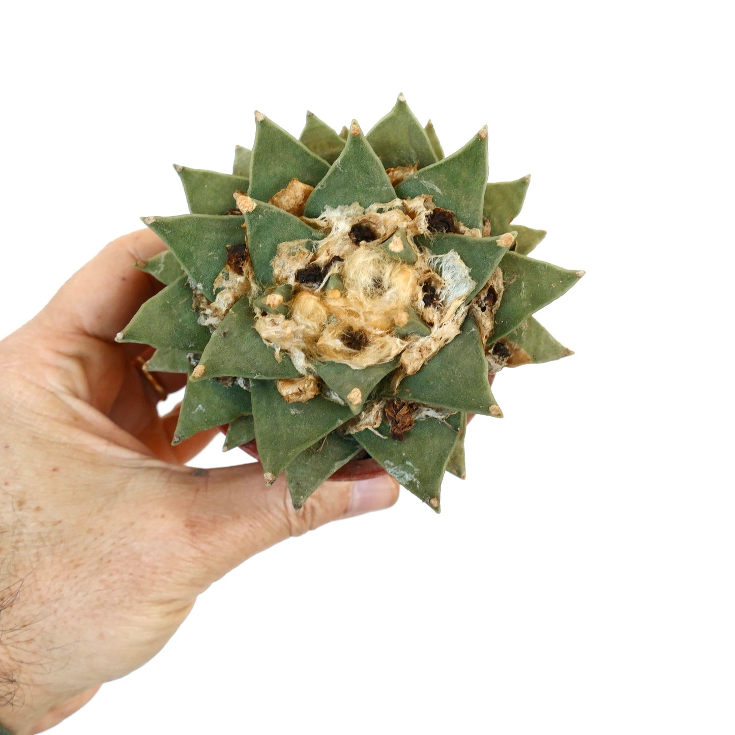 Ariocarpus retusus GREEN STAR BC4