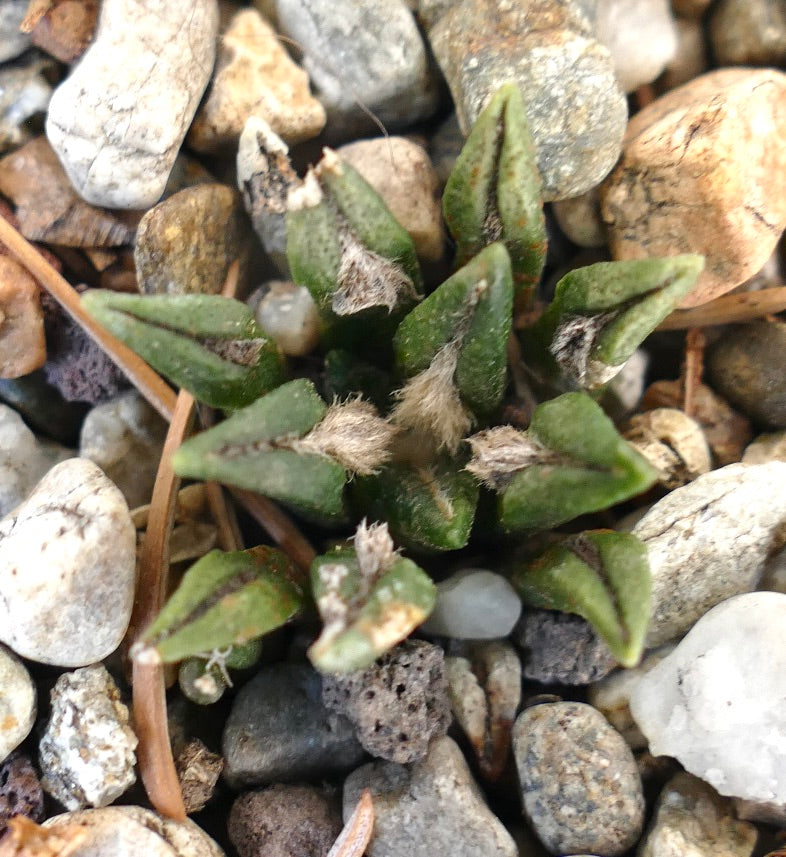 Ariocarpus kotschoubeyanus