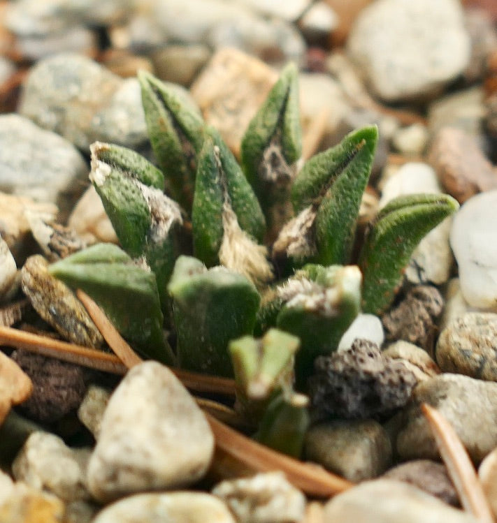 Ariocarpus kotschoubeyanus