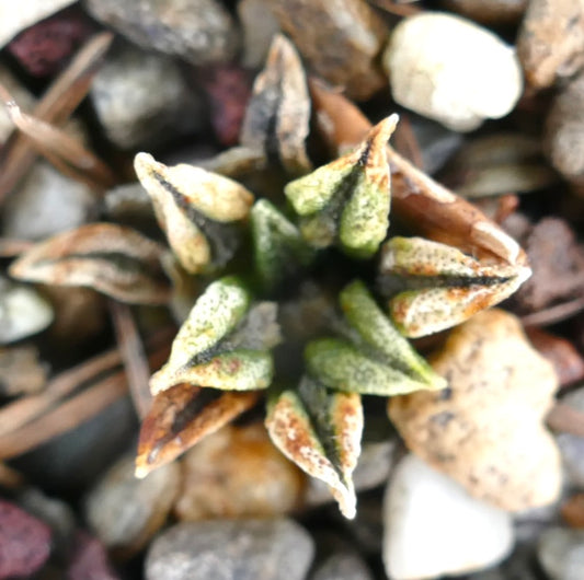 Ariocarpus kotschoubeyanus