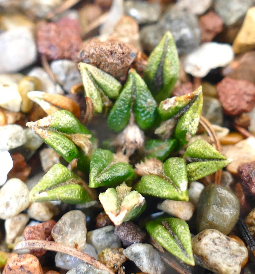 Ariocarpus kotschoubeyanus