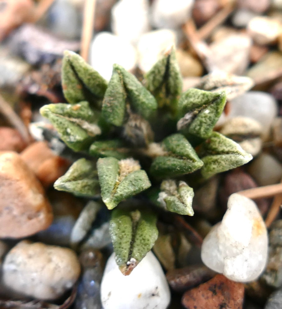 Ariocarpus kotschoubeyanus