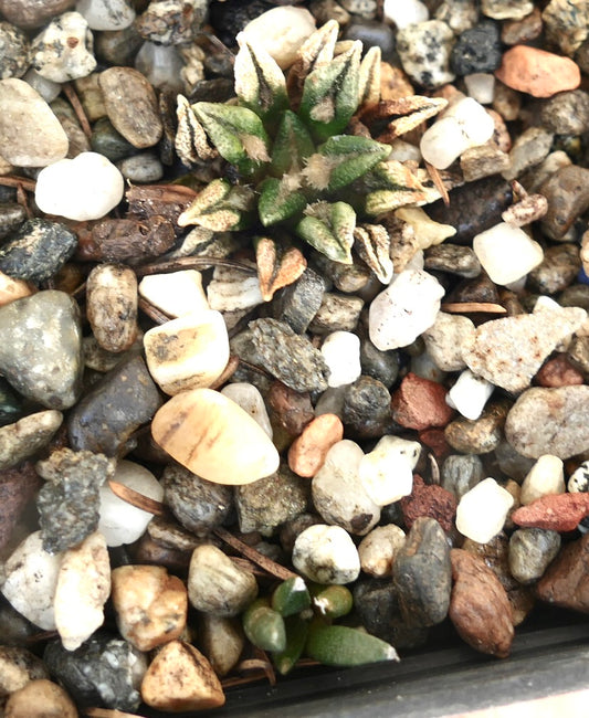 Ariocarpus kotschoubeyanus