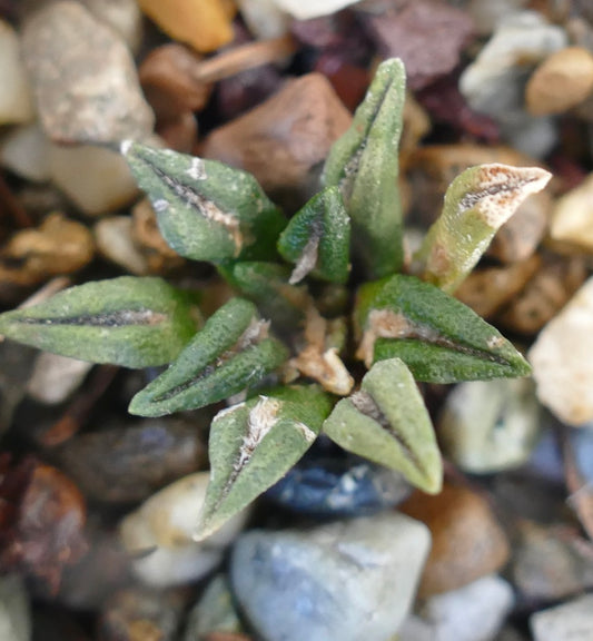 Ariocarpus kotschoubeyanus