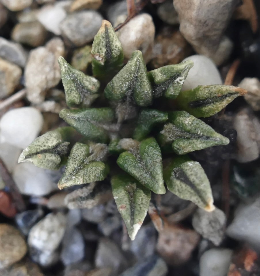 Ariocarpus kotschoubeyanus