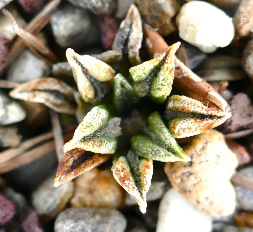 Ariocarpus kotschoubeyanus