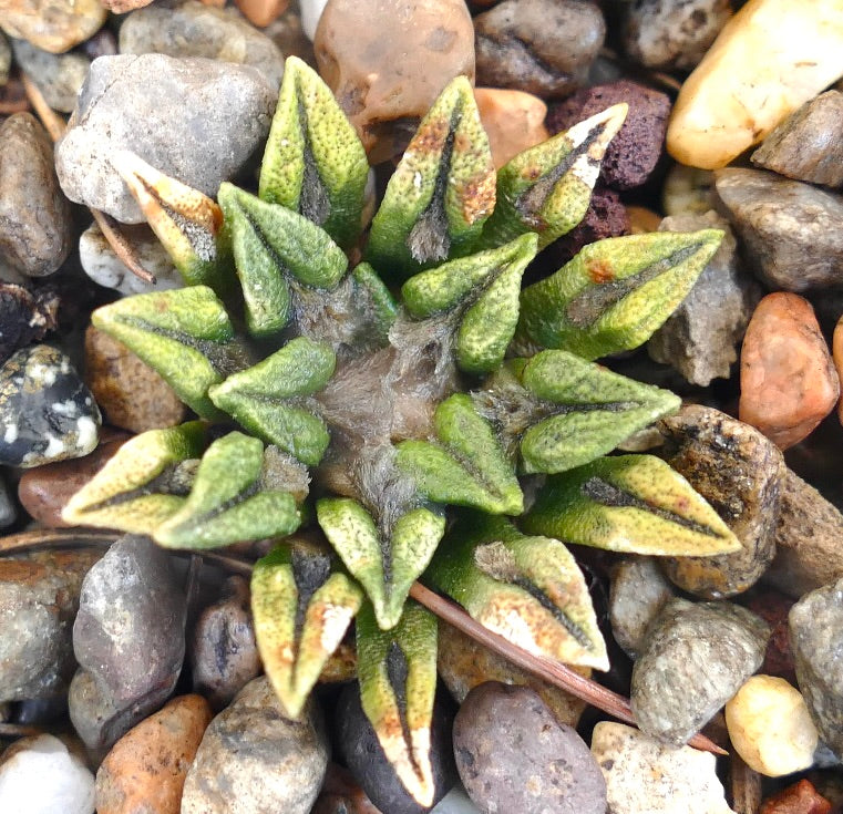 Ariocarpus kotschoubeyanus