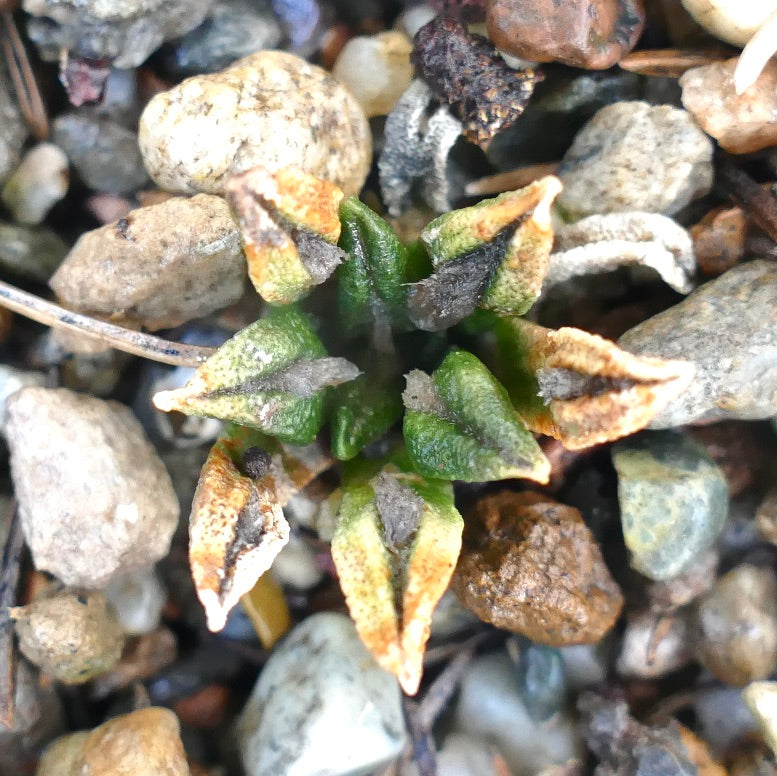 Ariocarpus kotschoubeyanus