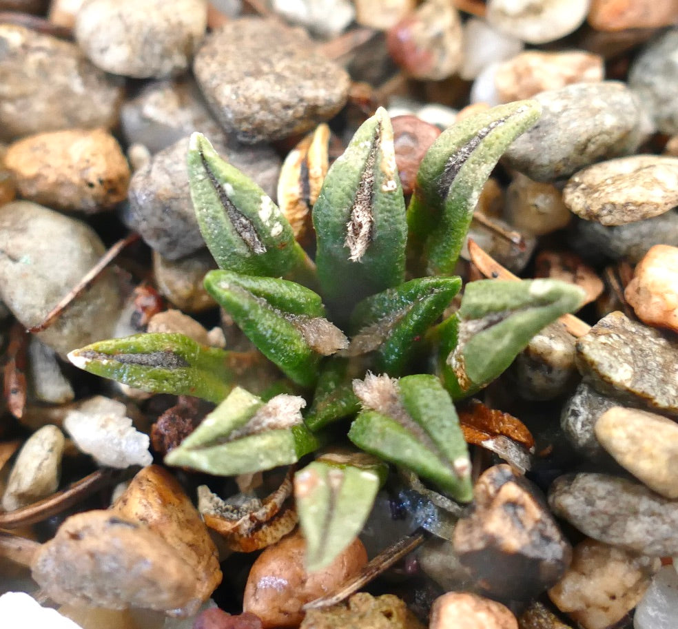 Ariocarpus kotschoubeyanus