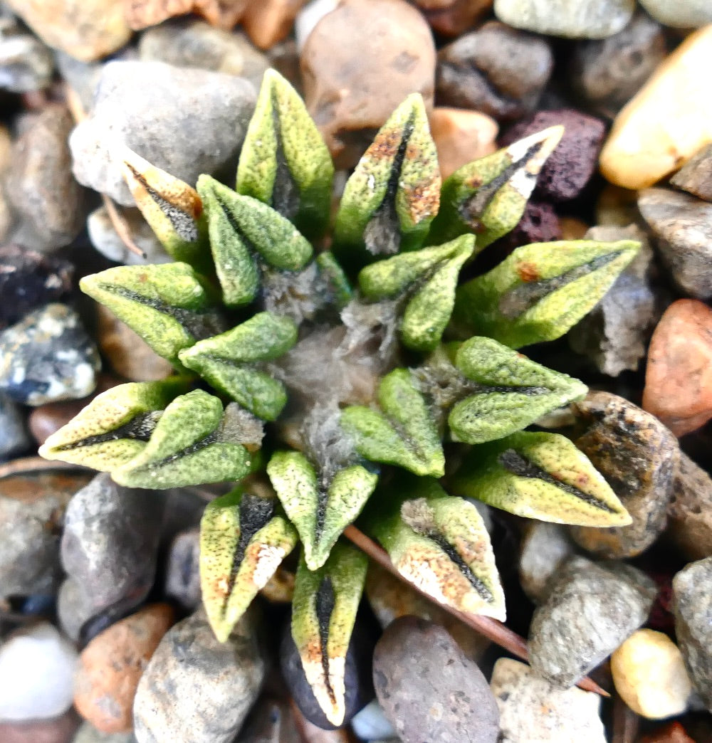 Ariocarpus kotschoubeyanus