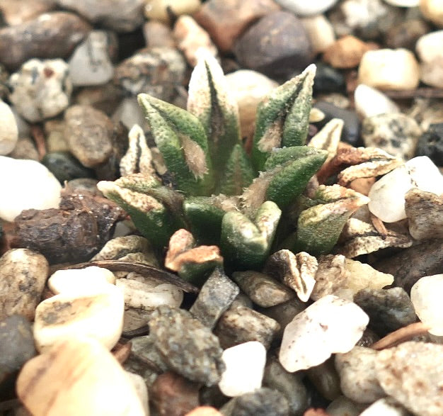 Ariocarpus kotschoubeyanus