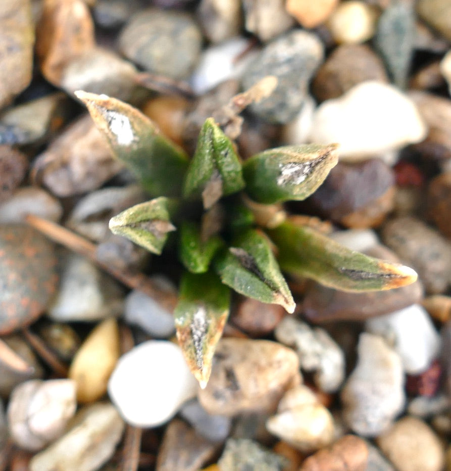 Ariocarpus kotschoubeyanus