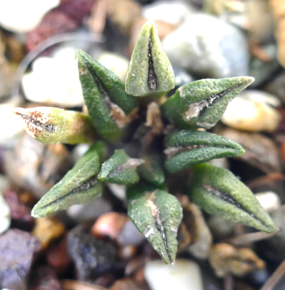 Ariocarpus kotschoubeyanus