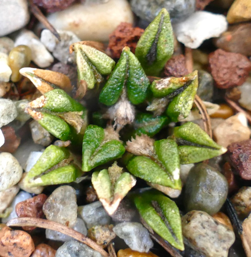 Ariocarpus kotschoubeyanus