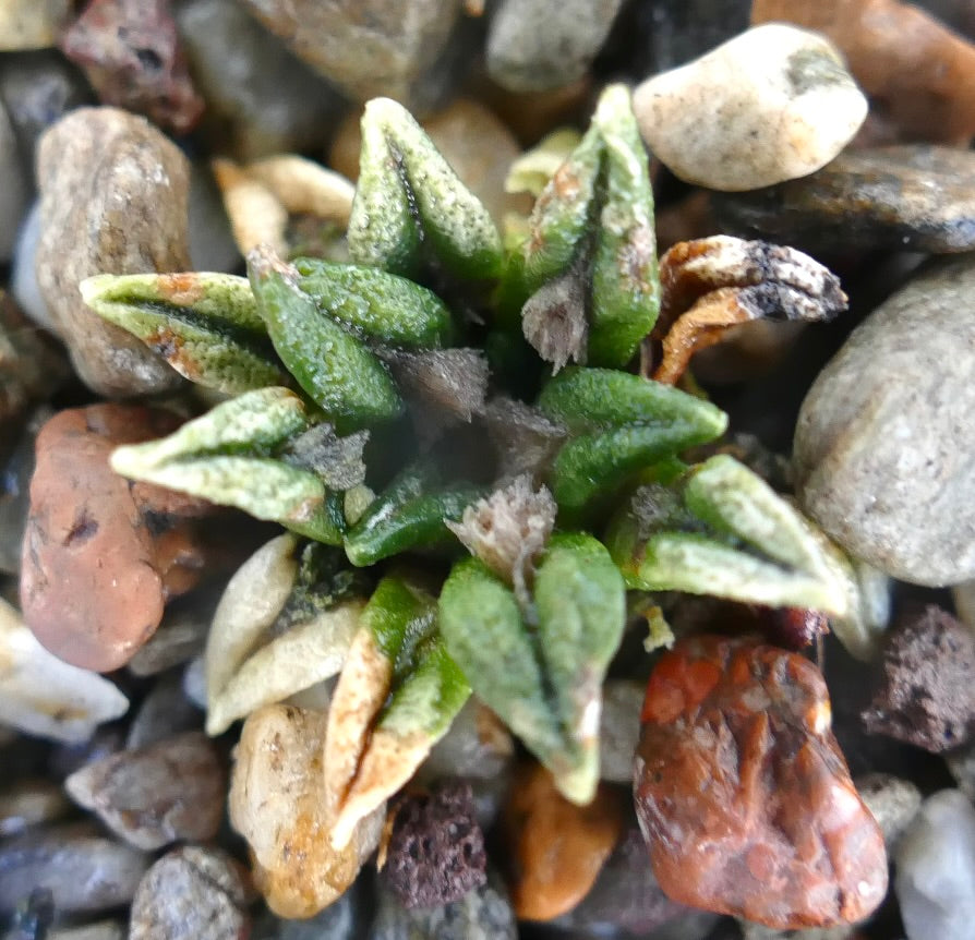 Ariocarpus kotschoubeyanus