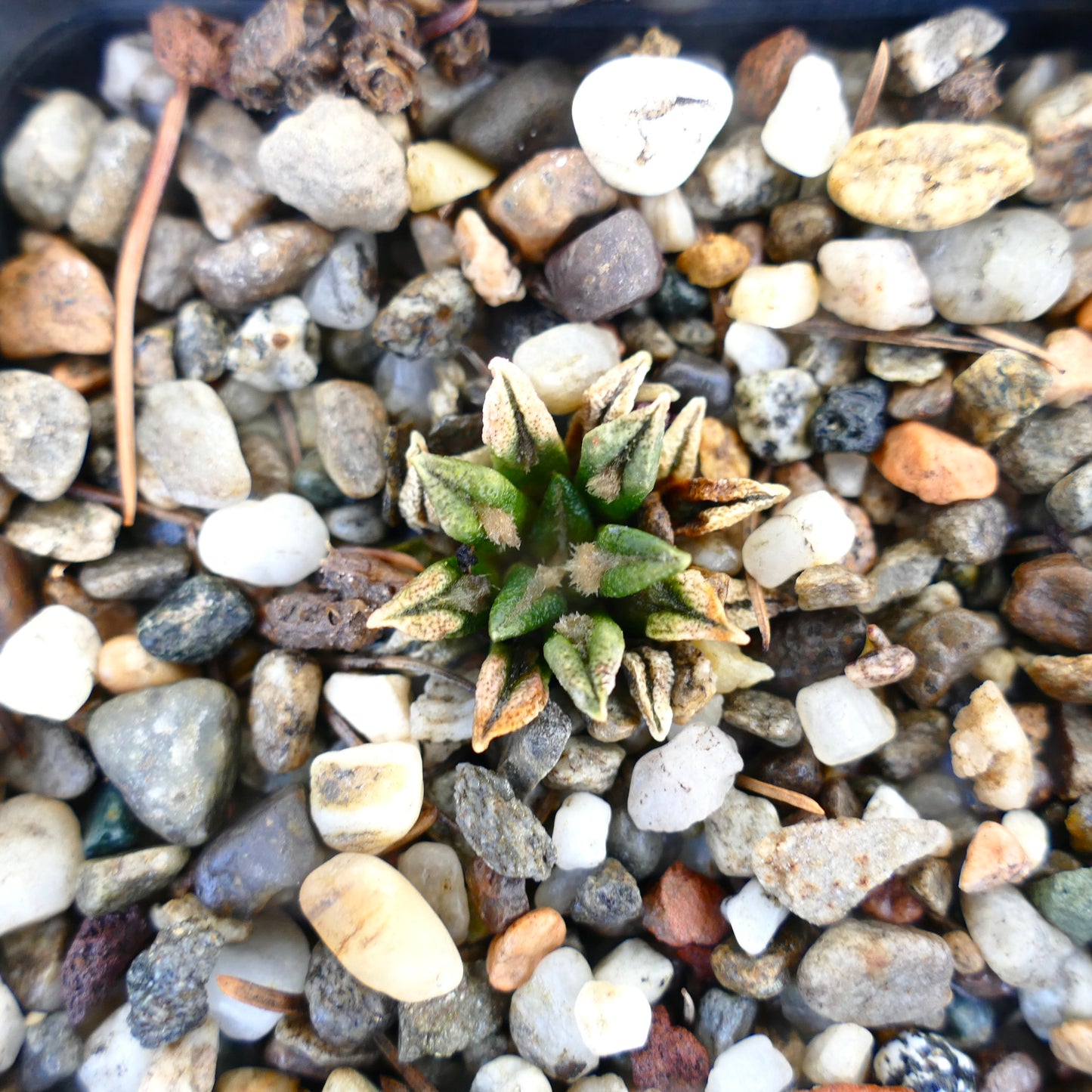 Ariocarpus kotschoubeyanus