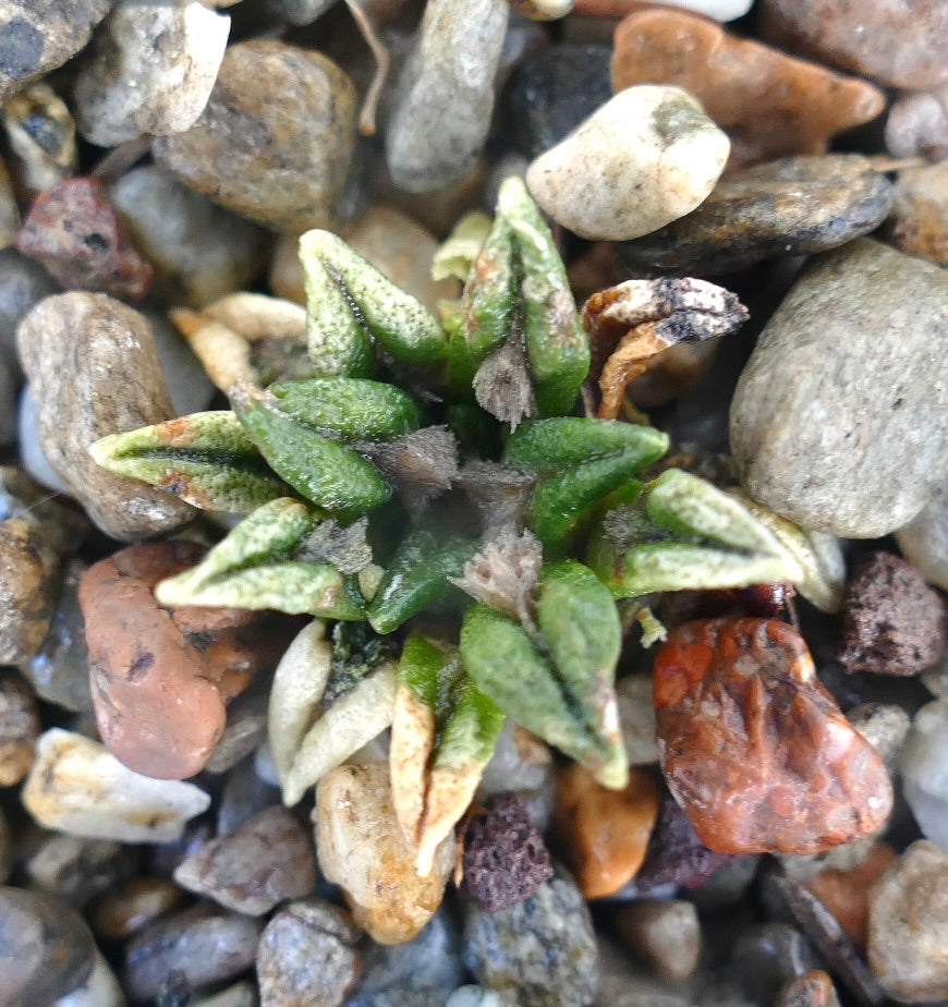 Ariocarpus kotschoubeyanus