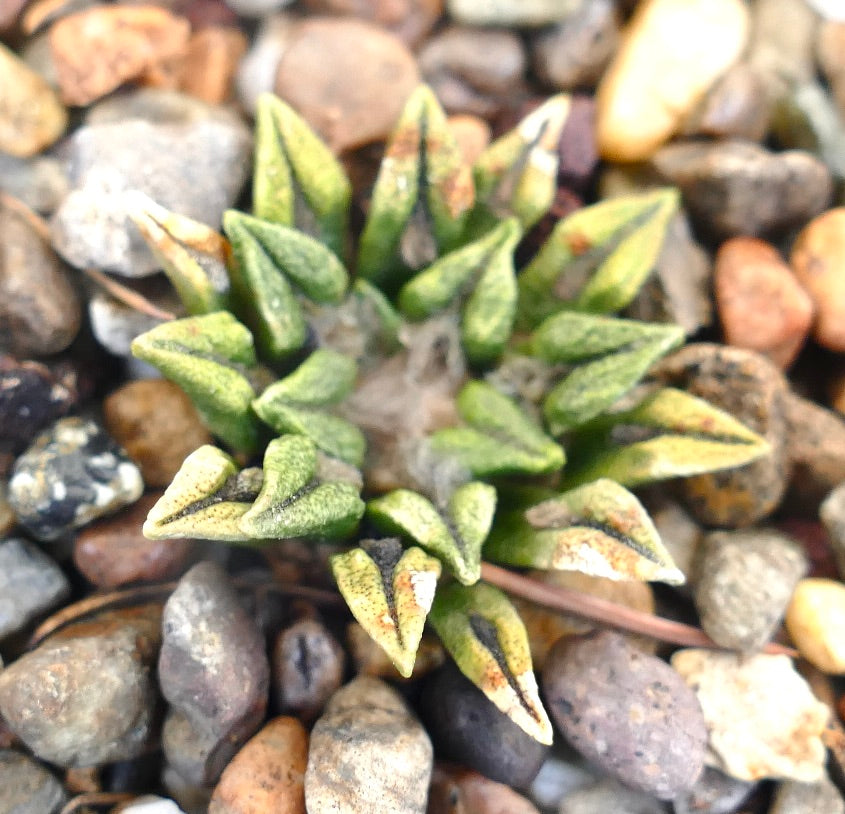 Ariocarpus kotschoubeyanus