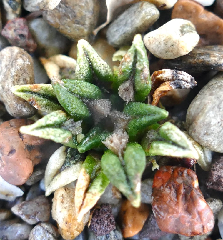 Ariocarpus kotschoubeyanus