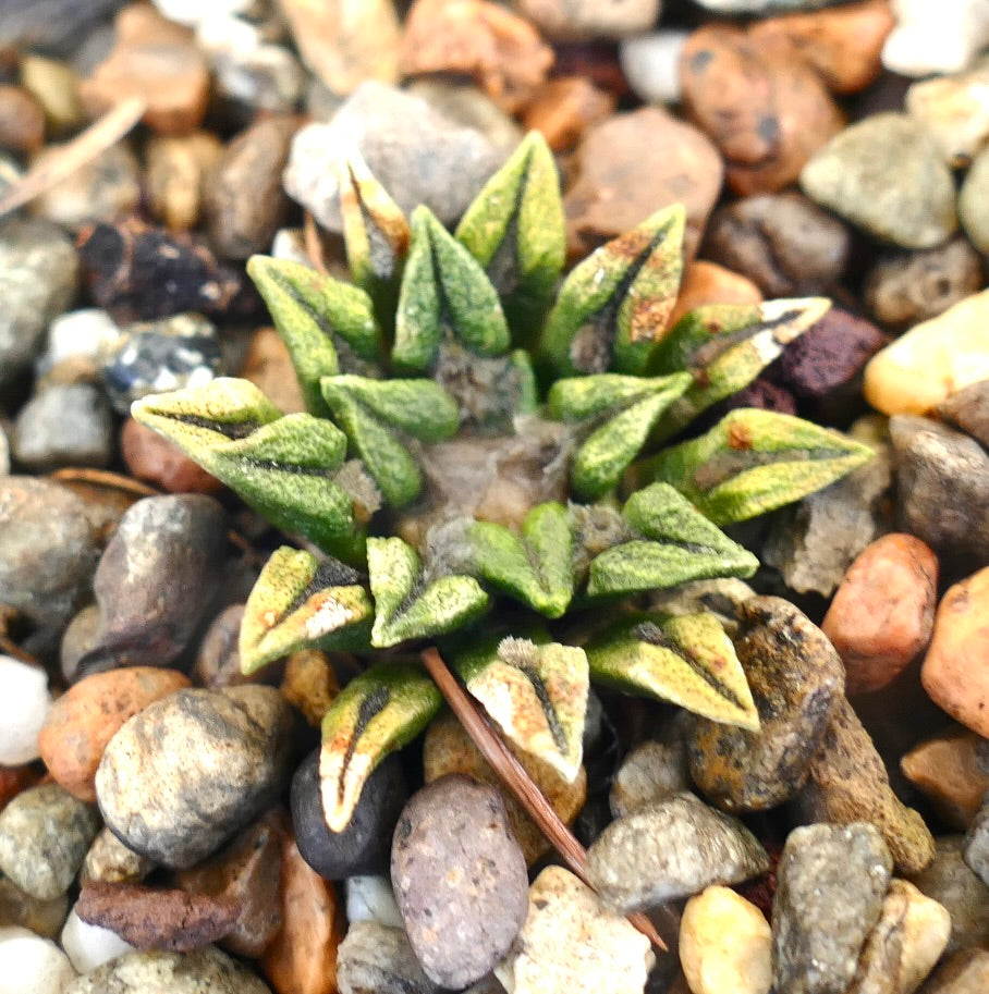 Ariocarpus kotschoubeyanus