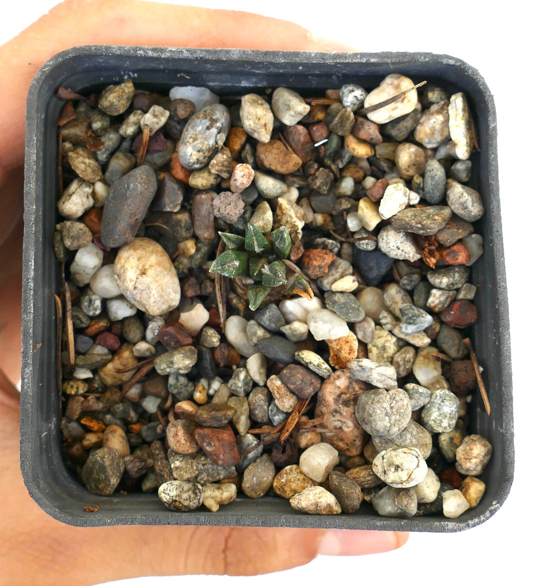 Ariocarpus kotschoubeyanus