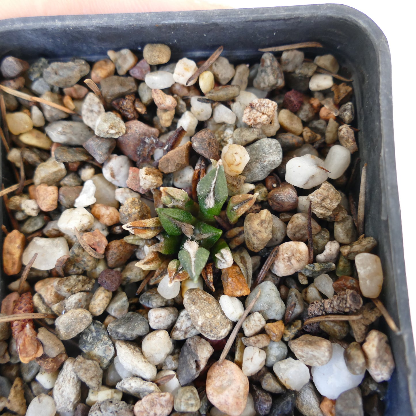 Ariocarpus kotschoubeyanus