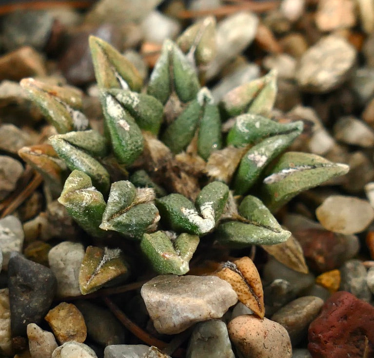 Ariocarpus kotschoubeyanus elephantidens DD6