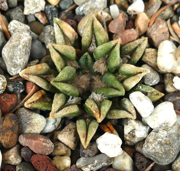 Ariocarpus kotschoubeyanus elephantidens H73