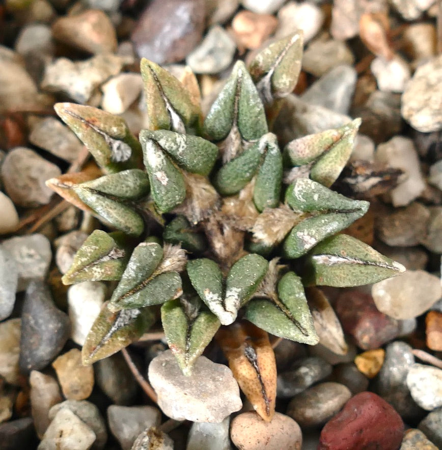 Ariocarpus kotschoubeyanus elephantidens DD6